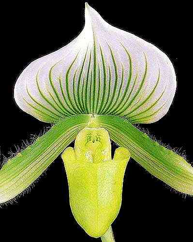 Paphiopedilum maudiae